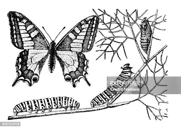 papilio machaon, der alten welt-schwalbenschwanz - swallowtail butterfly stock-grafiken, -clipart, -cartoons und -symbole