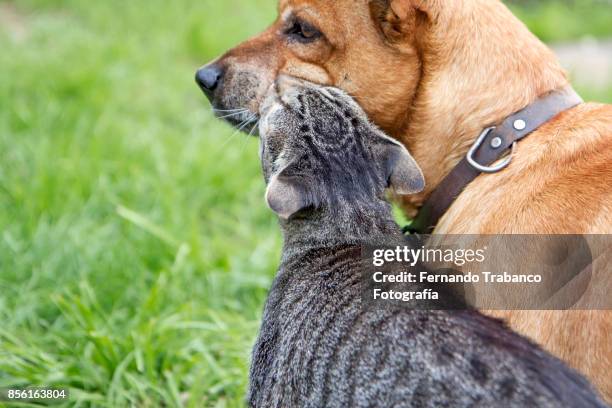 dog and cat in love - aggressive kissing stockfoto's en -beelden