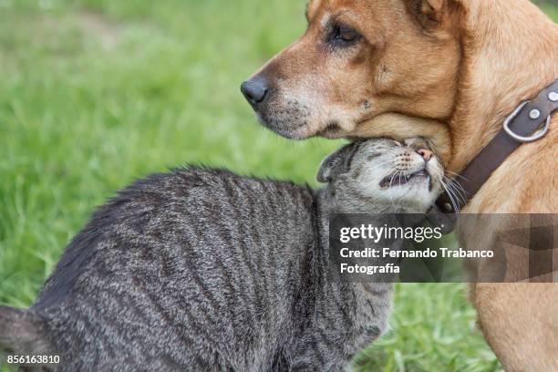 dog and cat in love - hug animal group stock-fotos und bilder