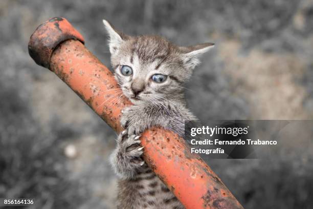 kitten with fear of falling - snorted stock pictures, royalty-free photos & images