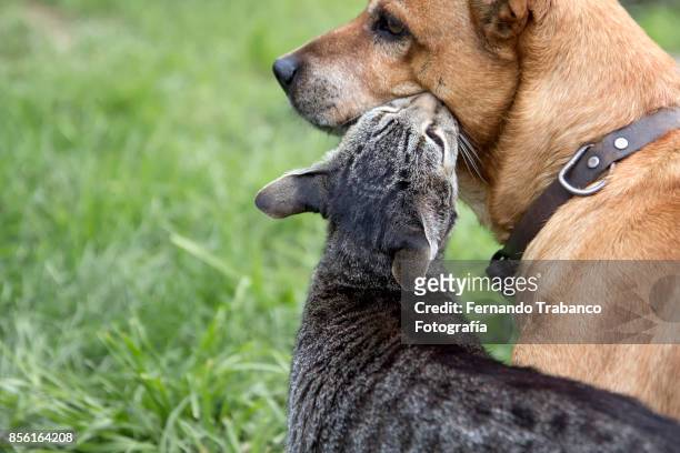 dog and cat in love - aggressive kissing stockfoto's en -beelden