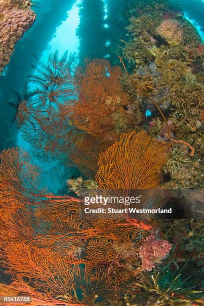 underwater dumaguete pier - negros oriental stock-fotos und bilder