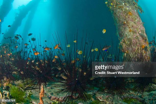 sea urchins - negros oriental stock pictures, royalty-free photos & images