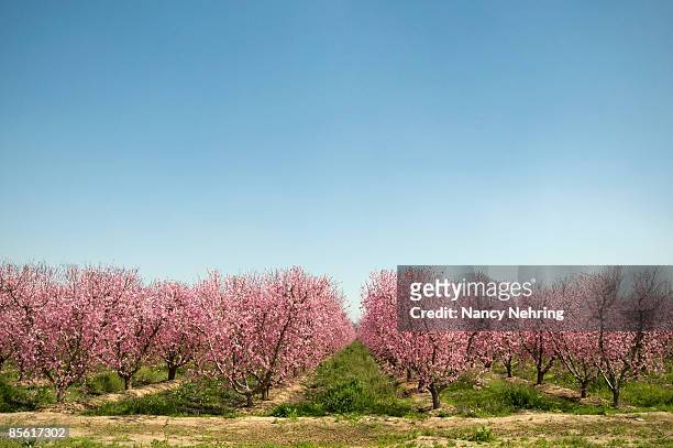 peach orchard - peach orchard stock-fotos und bilder