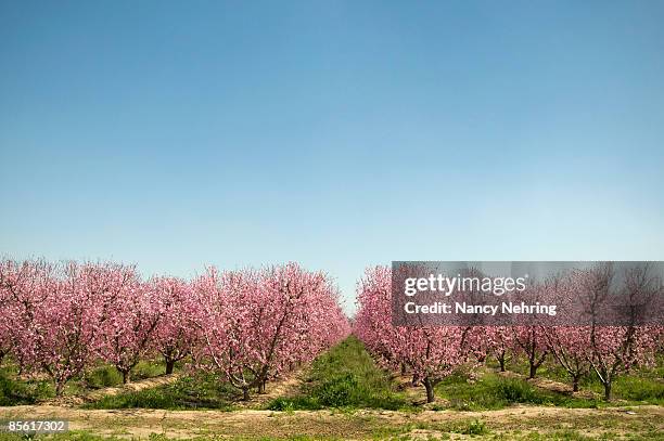 peach orchard - peach tranquility stock pictures, royalty-free photos & images