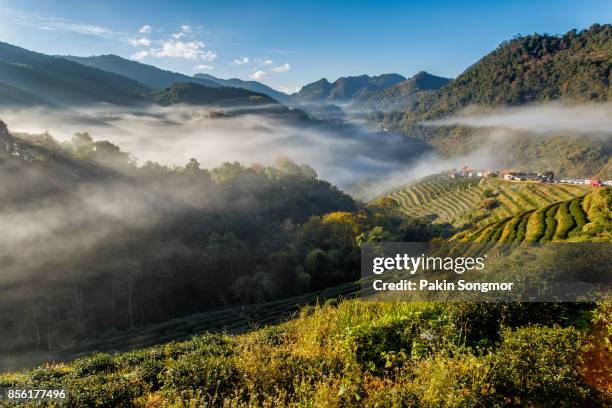 tea plantation beautiful landscape famous tourist attraction at doi at doi ang khang, chiang mai thailand - cameron highlands stock pictures, royalty-free photos & images