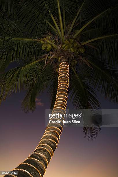 coconut palm tree decorated with christmas lights  - christmas palm tree stock pictures, royalty-free photos & images