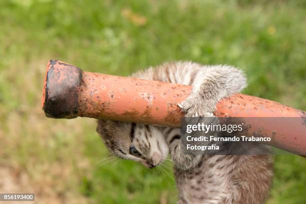 kitten with fear of falling - snorted stock pictures, royalty-free photos & images