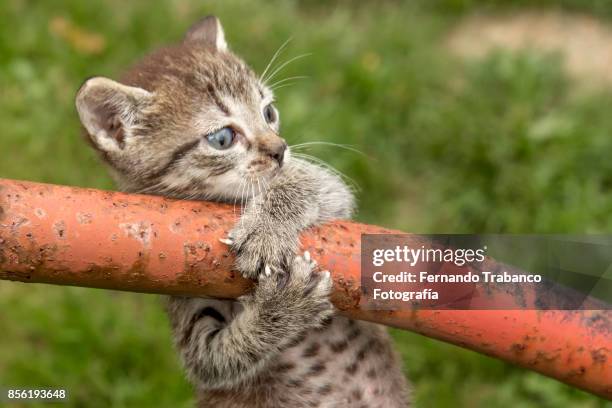 kitten with fear of falling - cat holding sign imagens e fotografias de stock