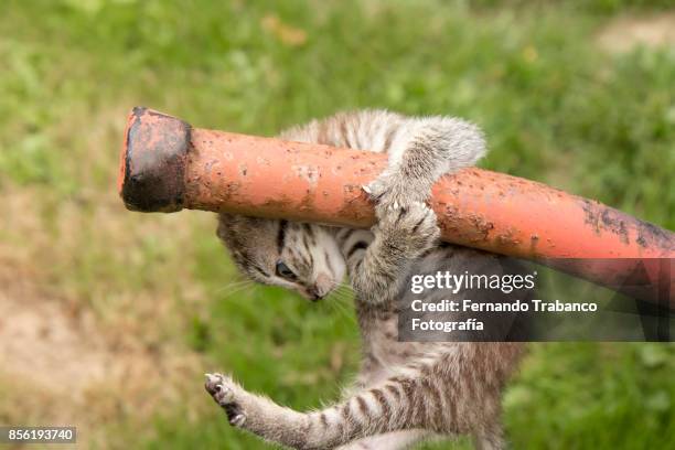 kitten with fear of falling - snorted stock pictures, royalty-free photos & images