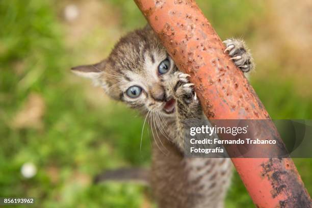 kitten sharpening nails - snorted stock pictures, royalty-free photos & images