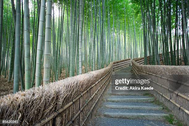 path of bamboo grove - akira lane ストックフォトと画像