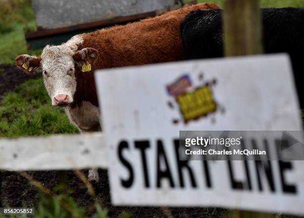 Cow watches events near the start line during the McVities Jaffa Cakes Mud Madness race in association with charity partner Marie Curie at Foymore...