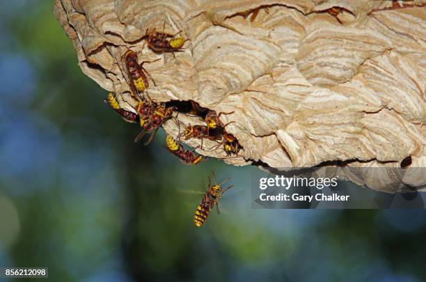 hornets [vespa crabro] nest - getingbo bildbanksfoton och bilder