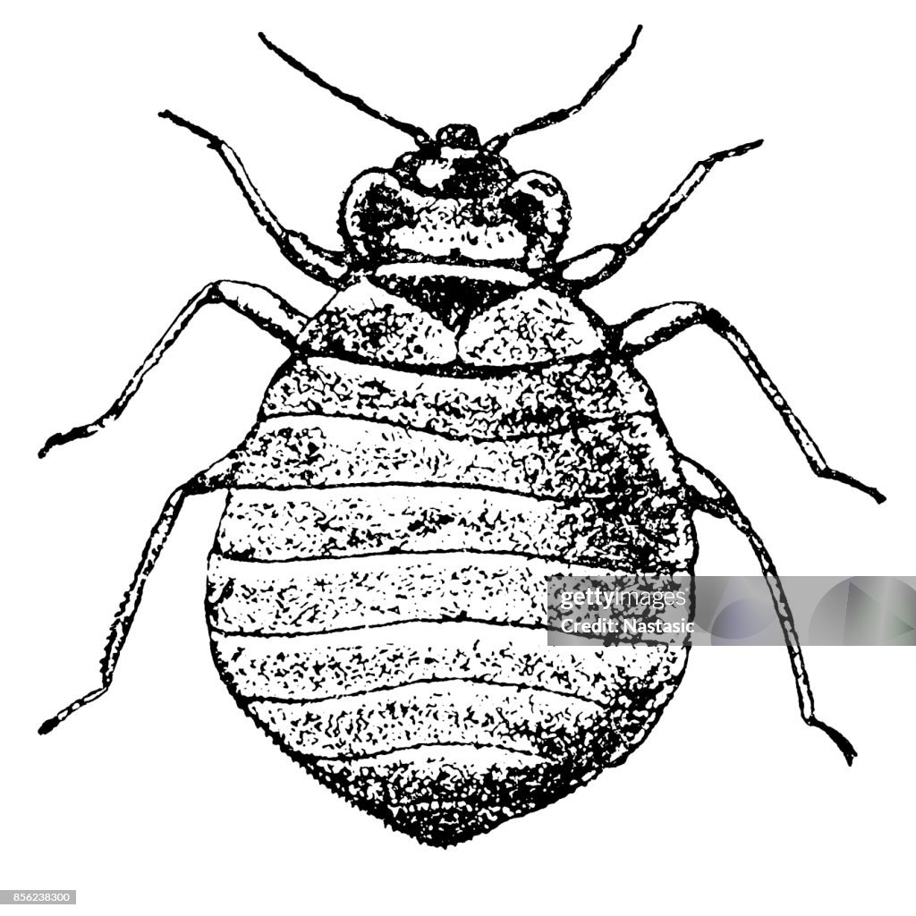 Bed bug (Cimex lectularius)