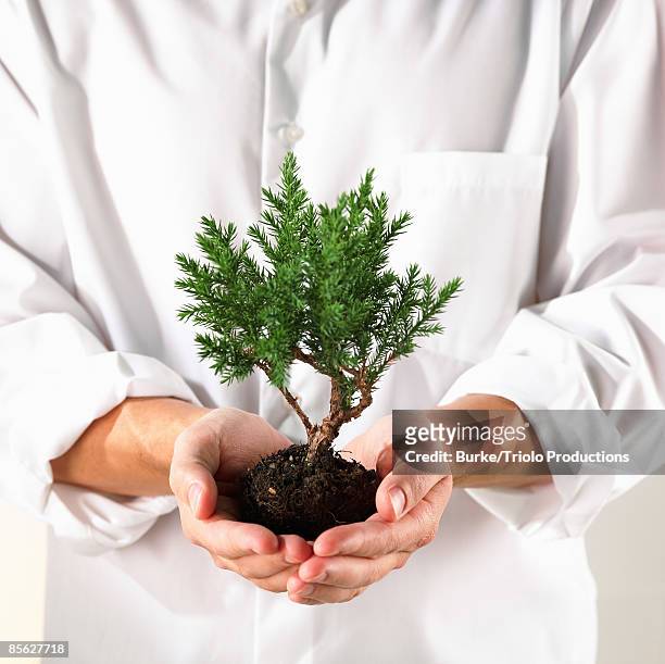 person holding bonsai - small juniper stock pictures, royalty-free photos & images