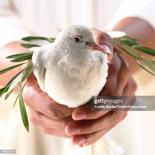 hands holding dove and olive branch - doves stock pictures, royalty-free photos & images