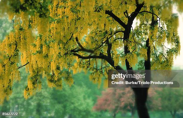 Tree Crying Crying Tree Photos and Premium High Res Pictures - Getty Images