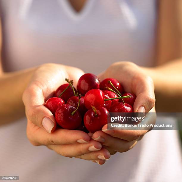 hands holding cherries - cherry stock pictures, royalty-free photos & images