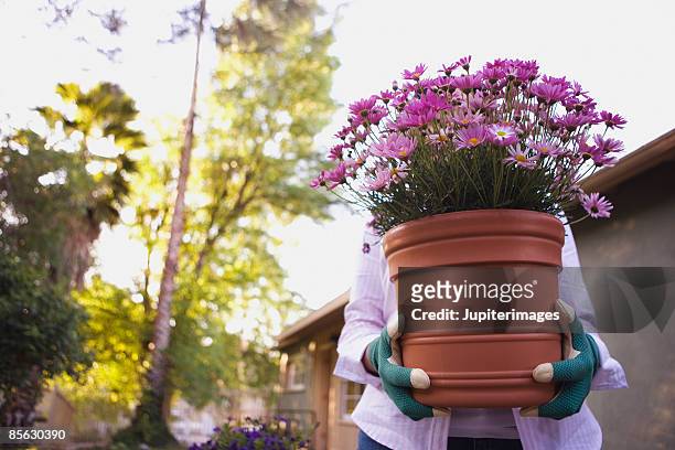 woman carrying potted plant - carrying pot plant stock pictures, royalty-free photos & images