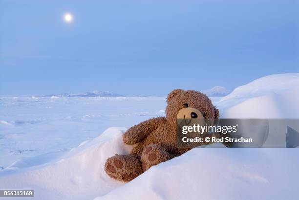 teddy bear relaxing in snow drift - cute teddy bears stockfoto's en -beelden