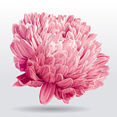Luxurious pink Aster flower