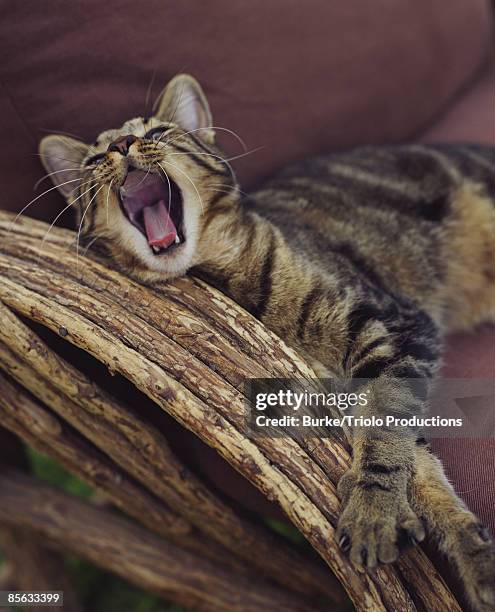 tabby cat yawning on chair - mouth open stock pictures, royalty-free photos & images