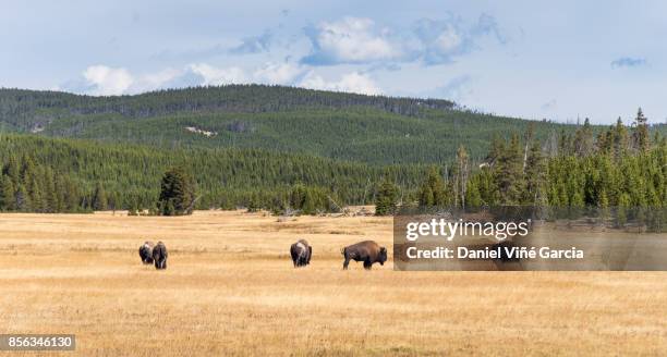 buffalo or bison and wilderness in yellowstone - río-yellowstone fotografías e imágenes de stock