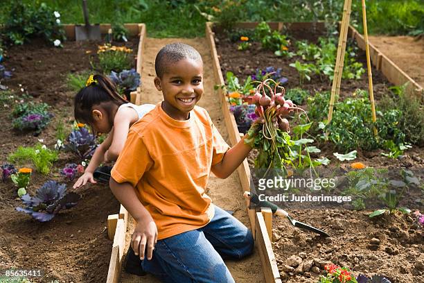 boy in garden holding beets - giardino pubblico orto foto e immagini stock