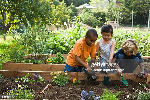 children working in garden - community garden stockfoto's en -beelden