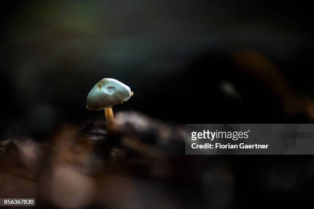 Mushroom is pictured in a forest on September 29, 2017 in Mahlow, Germany.