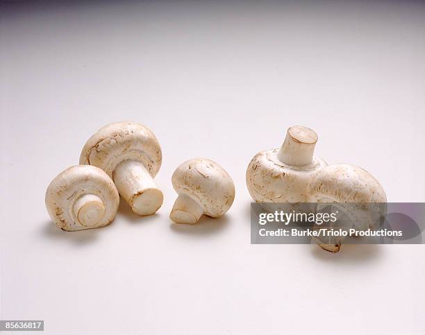 mushrooms - white mushroom stock pictures, royalty-free photos & images