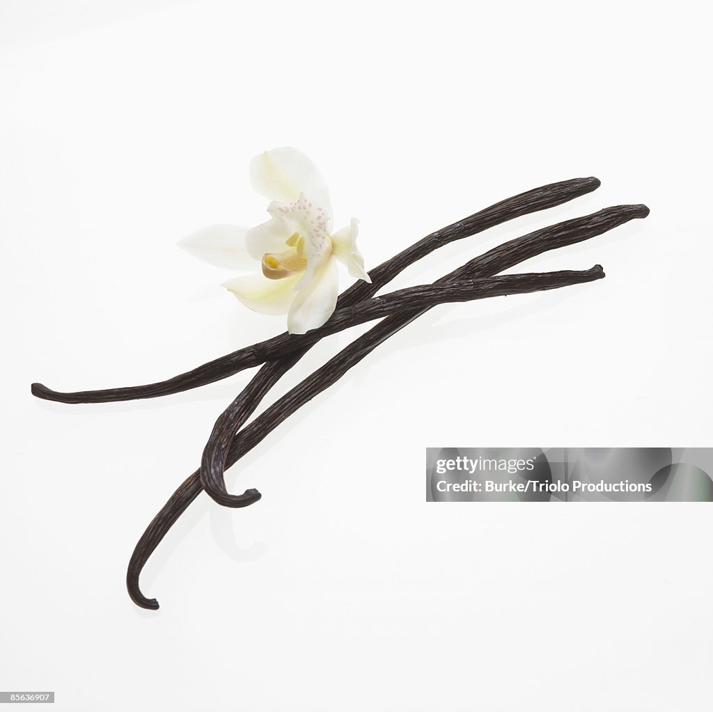 Vanilla beans and orchid