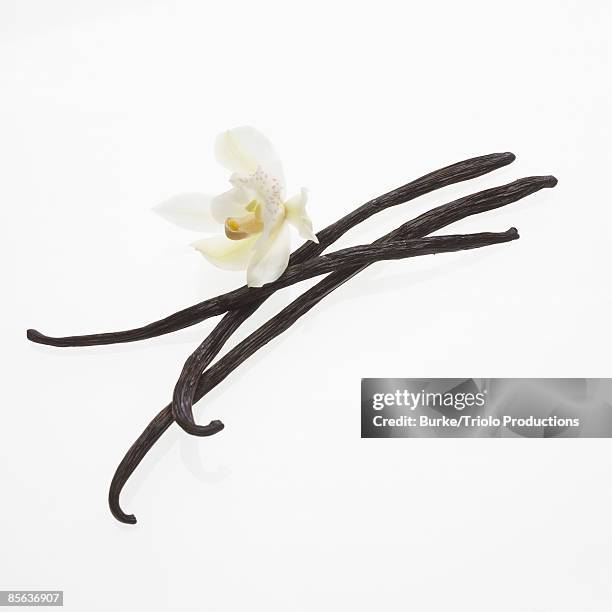 vanilla beans and orchid - vanilla stockfoto's en -beelden