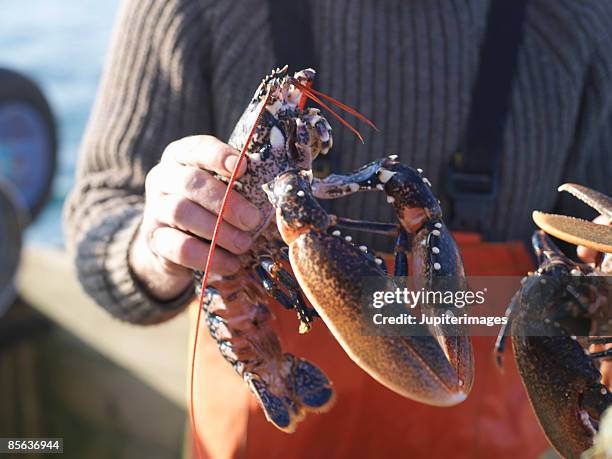 man holding lobster - hummer bildbanksfoton och bilder