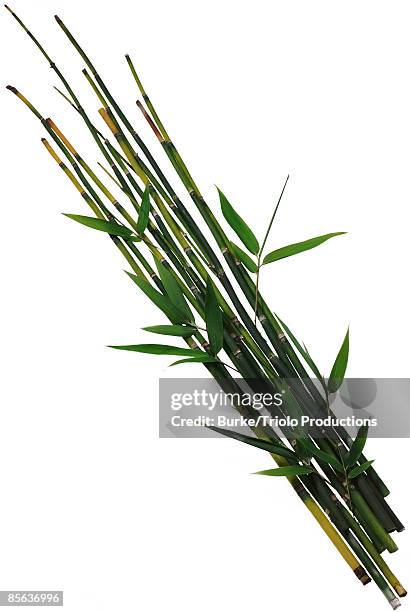 Bamboo Reed Backround 550 Bamboo Reeds Stock Photos, High-Res Pictures, and Images - Getty Images