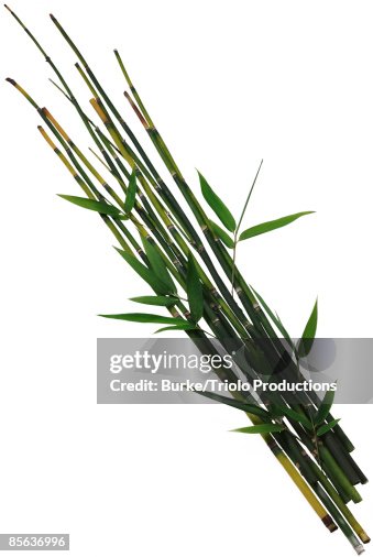 Bamboo Bamboo