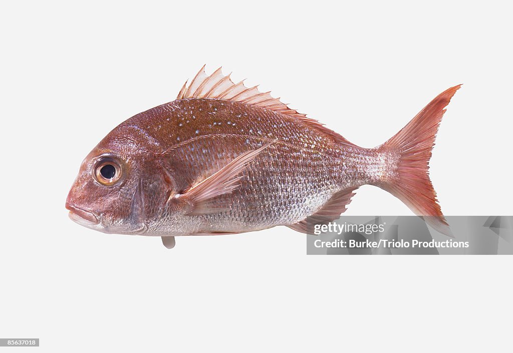 Red snapper on white