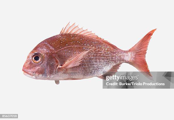 red snapper on white - schnapper stock-fotos und bilder