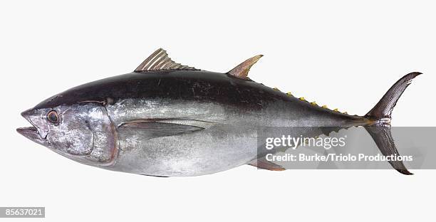 yellowfin tuna on white - atun fotografías e imágenes de stock