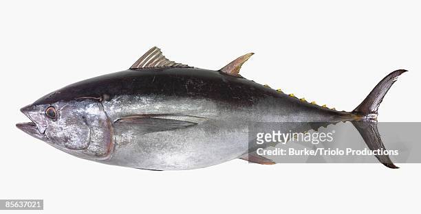yellowfin tuna on white - tuna stockfoto's en -beelden