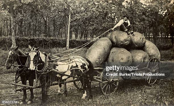 man sitting on harvest of giant potatoes in wagon - funny horses fotografías e imágenes de stock