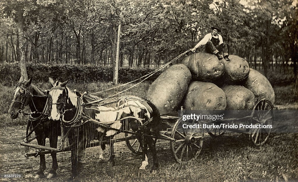 Man sitting on harvest of giant potatoes in wagon