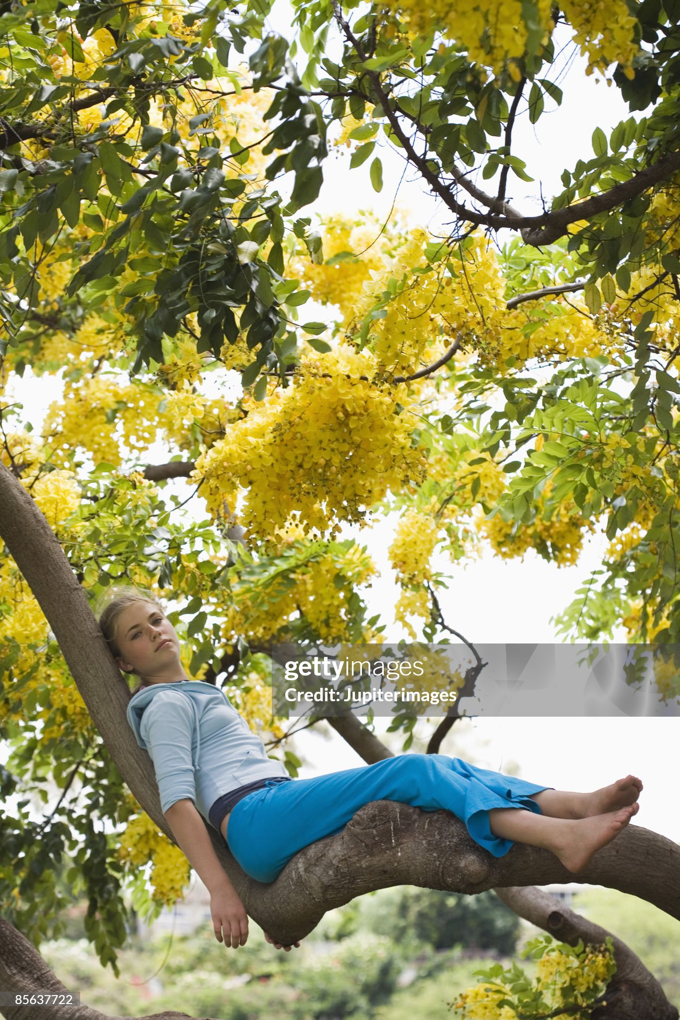 https://media.gettyimages.com/id/85637722/photo/girl-sitting-in-tree.jpg?s=2048x2048&amp;w=gi&amp;k=20&amp;c=Z8SlTd2GAMN_KGeXq2pD4QqjyJ6ltaGohH1_4o1i0FE=