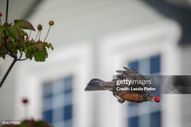 american robin with fruit - kousa dogwood fotografías e imágenes de stock