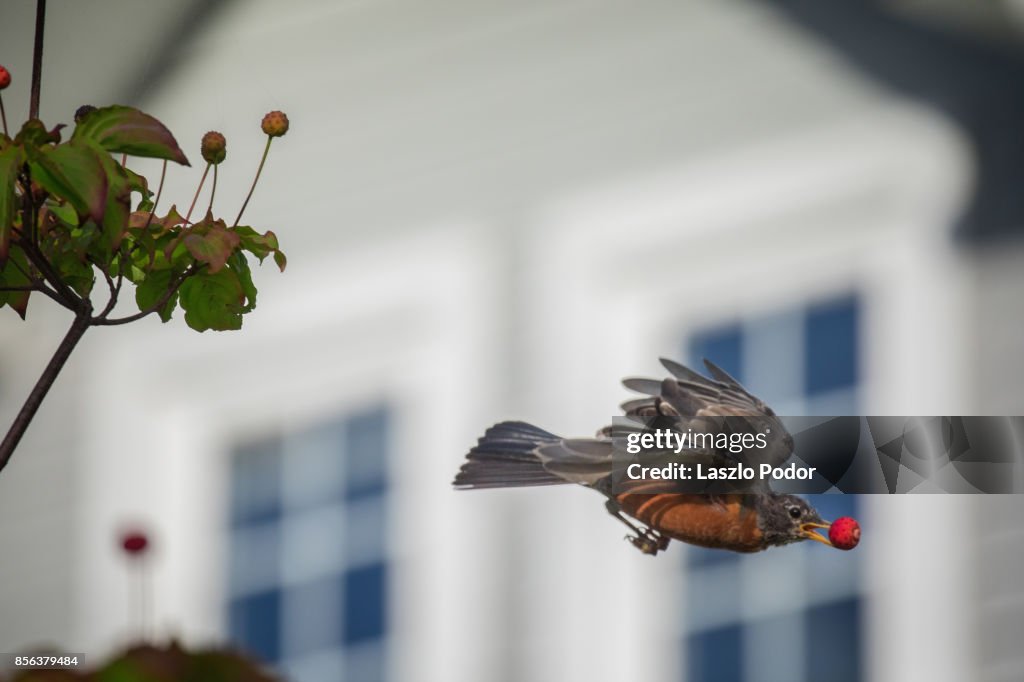 American Robin with fruit