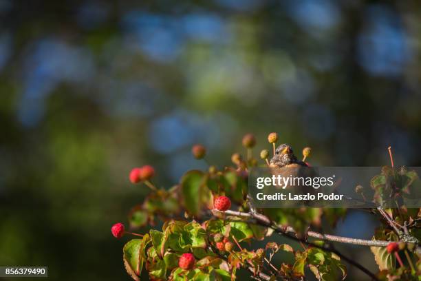 american robin on dogwood tree - kousa dogwood fotografías e imágenes de stock