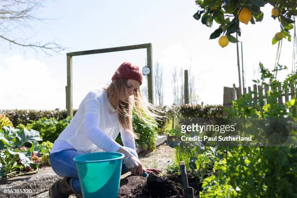 teenage girl doing gardening - matamata stock pictures, royalty-free photos & images