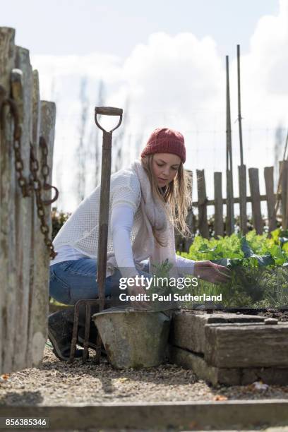 teenage girl doing gardening. - matamata stock pictures, royalty-free photos & images