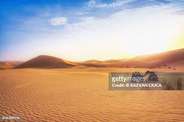 camels at sunset - desert stock pictures, royalty-free photos & images